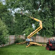 Best Lawn Disease Treatment  in St Joseph, IL