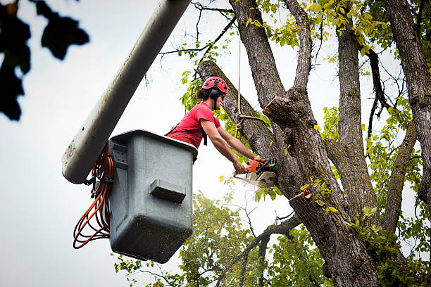Professional Tree Removal in St Joseph, IL