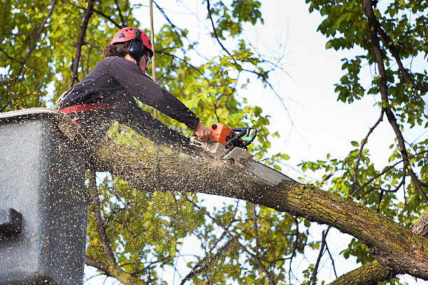 Best Lawn Watering Services  in St Joseph, IL